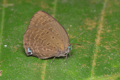 Arhopala major