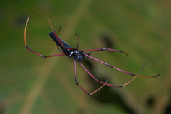 Nephila pilipes