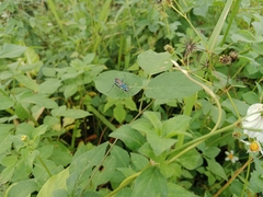 Chalybion bengalense