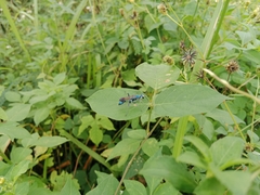 Chalybion bengalense