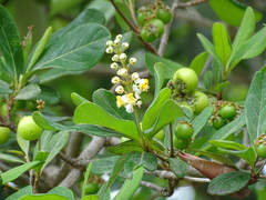 Byrsonima bucidifolia