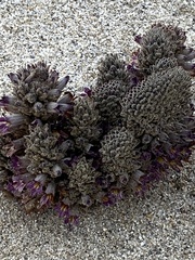 Aphyllon cooperi cooperi
