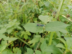 Chalybion bengalense