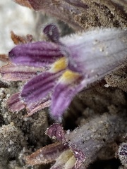 Aphyllon cooperi cooperi
