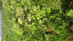 Angelica archangelica litoralis