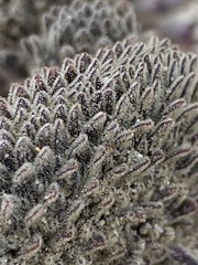 Aphyllon cooperi cooperi