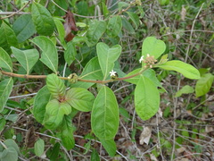 Morinda royoc