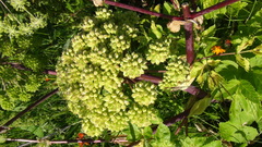 Angelica archangelica litoralis