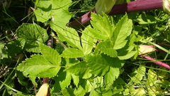 Angelica archangelica litoralis