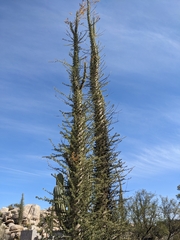 Fouquieria columnaris