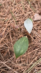 Smilax glauca
