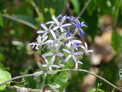 Petrea volubilis