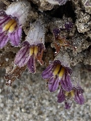 Aphyllon cooperi cooperi