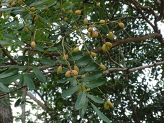 Simarouba glauca