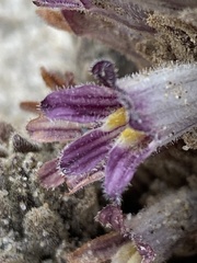 Aphyllon cooperi cooperi
