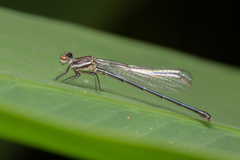 Onychargia atrocyana