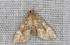 Musotima nitidalis