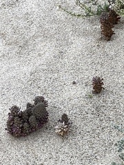 Aphyllon cooperi cooperi