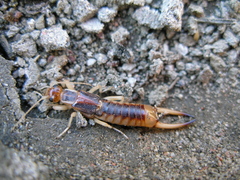 Labidura riparia