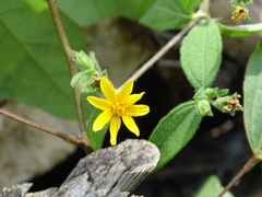 Wedelia acapulcensis