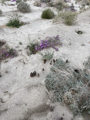 Aphyllon cooperi cooperi