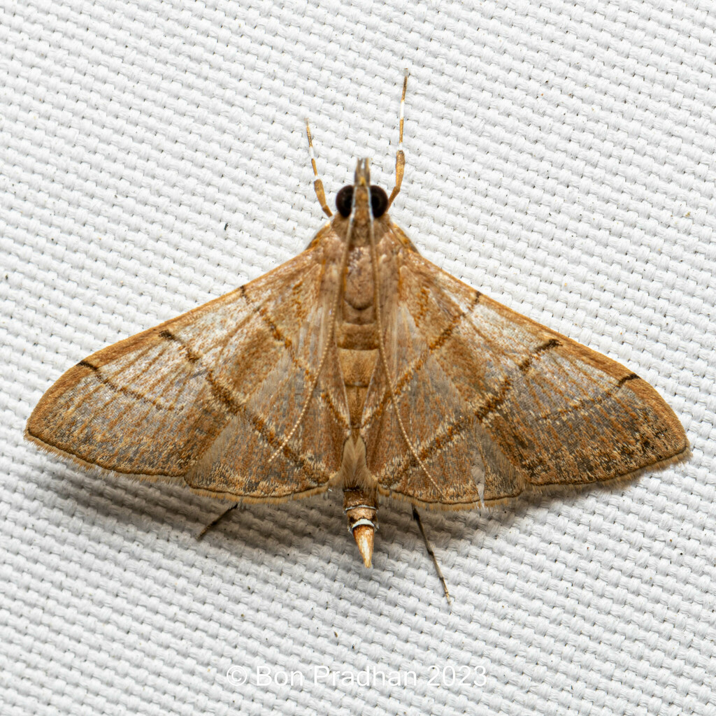 Pagyda pulverulenta