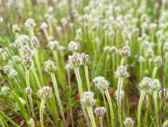 Plantago erecta