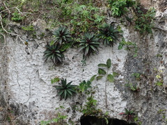 Tradescantia spathacea