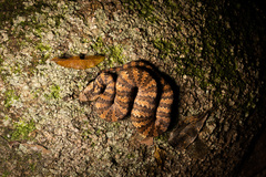 Acanthophis antarcticus