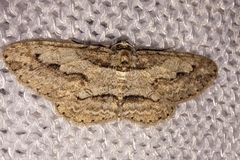Iridopsis pergracilis