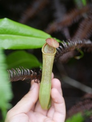 Nepenthes mirabilis