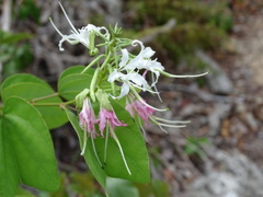 Bauhinia divaricata