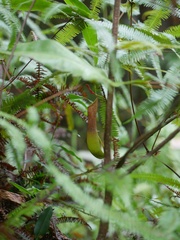 Nepenthes mirabilis
