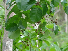 Metopium brownei