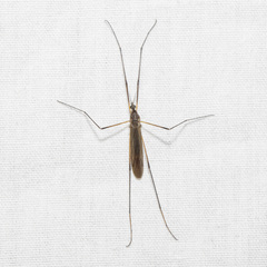 Chioneinae