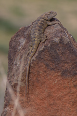Sceloporus uniformis