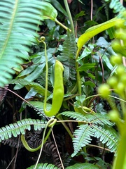 Nepenthes mirabilis