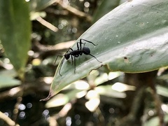 Polyrhachis armata