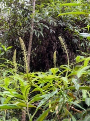 Nepenthes mirabilis