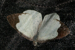 Elodina