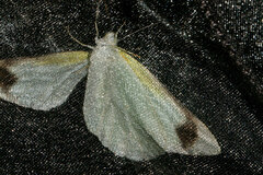 Elodina