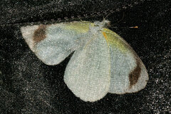 Elodina