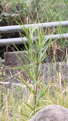 Phragmites karka