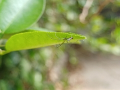 Leucauge decorata