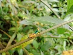 Caryanda spuria