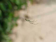 Leucauge decorata