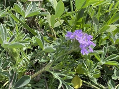 Verbena pulchella