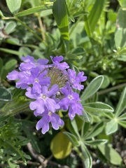Verbena pulchella