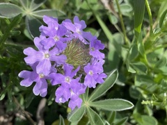 Verbena pulchella