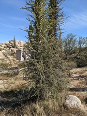 Fouquieria columnaris